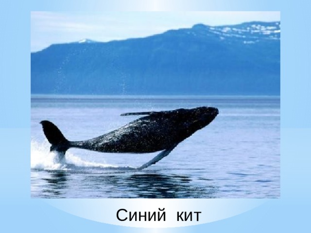 Синий кит 