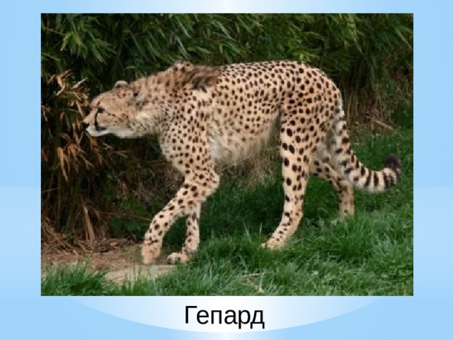 Гепард 
