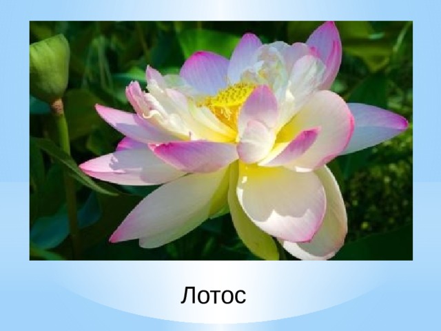 Лотос 