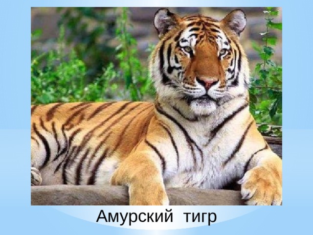 Амурский тигр 