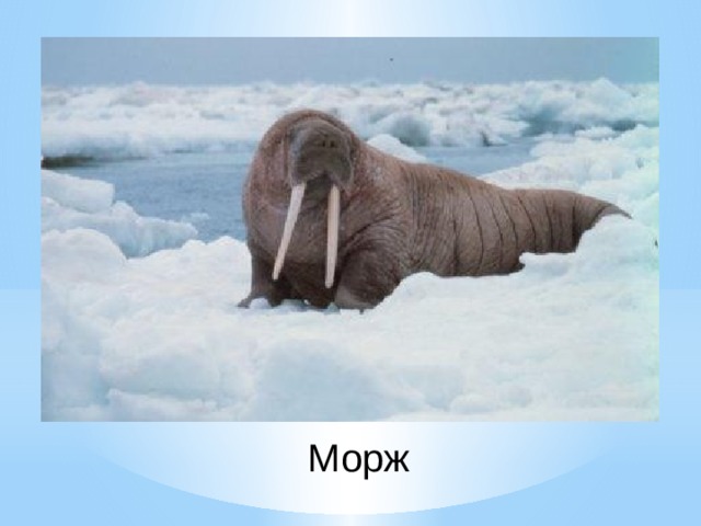 Морж 