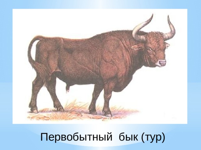 Первобытный бык (тур) 