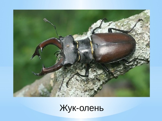 Жук-олень 