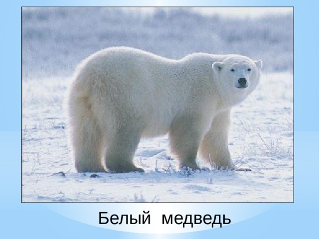 Белый медведь 