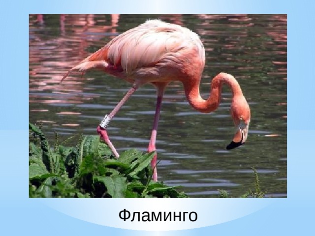 Фламинго 
