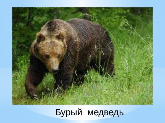 Бурый медведь 