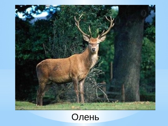 Олень 