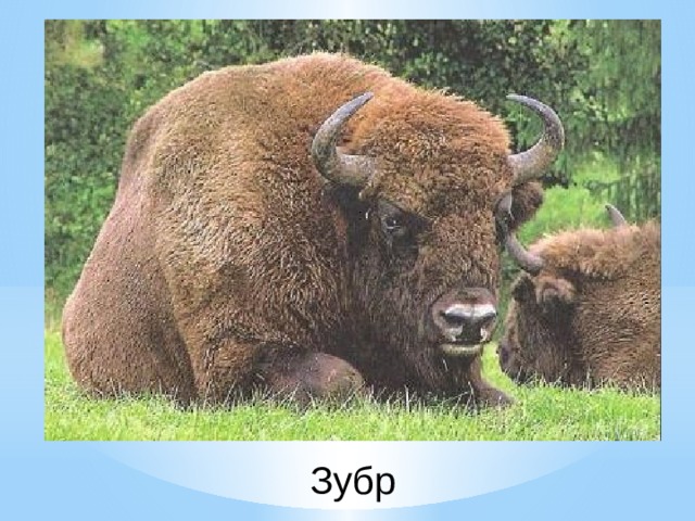 Зубр 