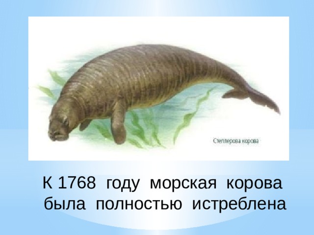 К 1768 году морская корова была полностью истреблена 