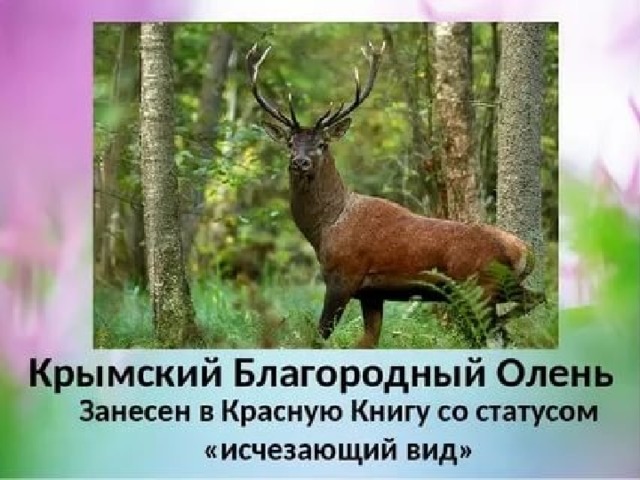 Сосна пицундская Чилим Подснежник Воронова 