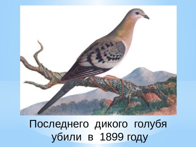 Последнего дикого голубя убили в 1899 году 