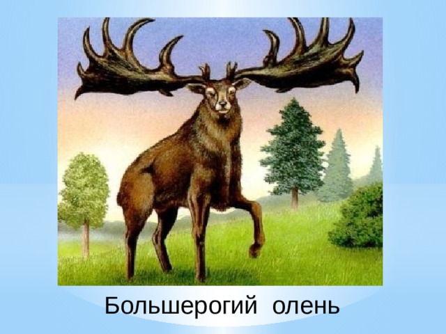 Большерогий олень 