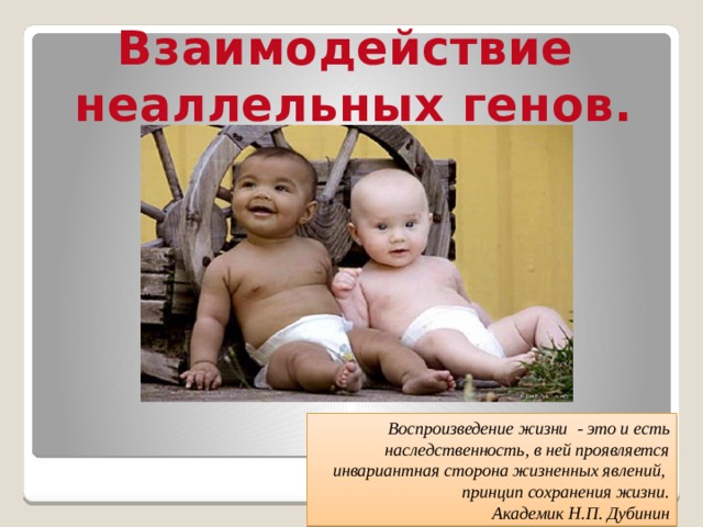 Взаимодействие неаллельных генов. Воспроизведение жизни - это и есть наследственность, в ней проявляется инвариантная сторона жизненных явлений,  принцип сохранения жизни.  Академик Н.П. Дубинин 