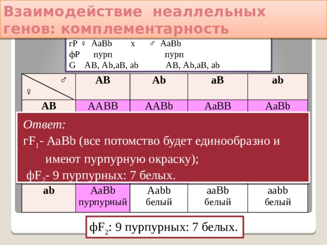Взаимодействие неаллельных генов: комплементарность Решение: гР ♀ АаВb х ♂ АаВb фР пурп пурп G АВ, Аb,аВ, аb АВ, Аb,аВ, аb ♂ ♀ АВ АВ Аb Аb ААВВ ААВb пурпурный аВ ААВb аВ пурпурный пурпурный АаВВ аb аb ААbb АаВВ АаВb пурпурный белый пурпурный АаВb АаВb АаВb пурпурный пурпурный Ааbb Ааbb ааВВ пурпурный пурпурный белый белый ааВb белый ааВb белый белый ааbb белый Ответ: гF 1 - АаВb (все потомство будет единообразно и  имеют пурпурную окраску);  фF 2 - 9 пурпурных: 7 белых. фF 2 : 9 пурпурных: 7 белых. 