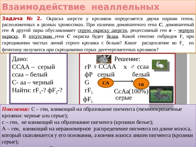 Взаимодействие неаллельных генов: комплементарность Задача № 2. Окраска шерсти у кроликов определяется двумя парами генов, расположенных в разных хромосомах. При наличии доминантного гена С , доминантный ген А другой пары обуславливает серую окраску шерсти , рецессивный ген а – черную окраску . В отсутствии гена С окраска будет белая . Какой генотип гибридов F 1 при скрещивании чистых линий серого кролика с белым? Какое расщепление во F 2 по фенотипу получится при скрещивании серых дигетерозиготных кроликов? Дано: Решение:  гР ♀ х ♂ ССАА – серый  фР серый белый ссаа – белый  G С- аа – черный Найти: гF 1 -? фF 2 -?  гF 1   фF 1  ссаа  ССАА са СА СсАа(100%) серые Пояснение:  С – ген, влияющий на образование пигмента ( темноокрашенные кролики: черные или серые );  с – ген, не влияющий на образование пигмента (кролики белые );  А – ген, влияющий на неравномерное распределение пигмента по длине волоса, который скапливается у его основания, а кончик волоса лишен пигмента (кролики серые );  а – ген, не влияющий на распределение пигмента. 