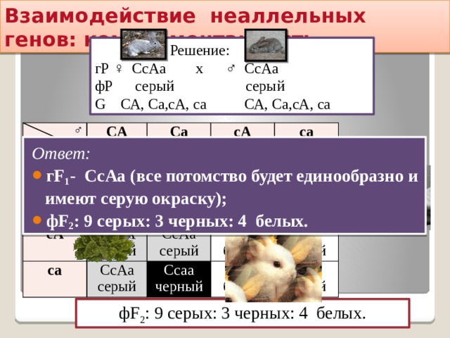 Взаимодействие неаллельных генов: комплементарность  Решение: гР ♀ СсАа х ♂ СсАа фР серый серый G СА, Са,сА, са СА, Са,сА, са ♂ ♀ СА СА Са ССАА Са ССАа серый сА ССАа сА серый СсАА серый са са ССаа СсАА СсАа серый черный СсАа серый СсАа СсАа серый серый серый Ссаа Ссаа ссАА серый белый черный ссАа черный ссАа белый белый ссаа белый Ответ: гF 1 - СсАа (все потомство будет единообразно и имеют серую окраску); фF 2 : 9 серых: 3 черных: 4 белых. фF 2 : 9 серых: 3 черных: 4 белых. 