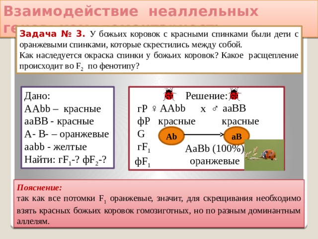 Взаимодействие неаллельных генов: комплементарность Задача № 3. У божьих коровок с красными спинками были дети с оранжевыми спинками, которые скрестились между собой. Как наследуется окраска спинки у божьих коровок? Какое расщепление происходит во F 2 по фенотипу? Дано: Решение:  гР ♀ х ♂ ААbb – красные ааВВ - красные  фР красные красные  G А- В- – оранжевые  гF 1  ааbb - желтые  фF 1 Найти: гF 1 -? фF 2 -?  AAbb  ааВВ  aВ Ab  AaBb (100%) оранжевые Пояснение:  т ак как все потомки F 1 оранжевые, значит, для скрещивания необходимо взять красных божьих коровок гомозиготных, но по разным доминантным аллелям. 