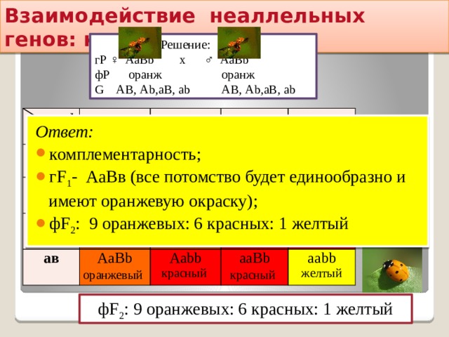 Взаимодействие неаллельных генов: комплементарность  Решение: гР ♀ АаВb х ♂ АаВb фР оранж оранж G АВ, Аb,аВ, аb АВ, Аb,аВ, аb ♂ ♀  АВ АВ ААВВ  Ав  Аb оранжевый ААВb аВ ААВb оранжевый  аВ АаВВ оранжевый ав ААbb  АаВВ оранжевый АаВb оранжевый  АаВb аb красный АаВb АаВb оранжевый оранжевый  оранжевый  Ааbb Ааbb оранжевый ааВВ красный красный ааВb красный  ааВb красный  красный ааbb желтый Ответ: комплементарность; гF 1 - АаВв (все потомство будет единообразно и имеют оранжевую окраску); фF 2 : 9 оранжевых: 6 красных: 1 желтый фF 2 : 9 оранжевых: 6 красных: 1 желтый 