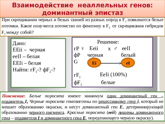 Взаимодействие неаллельных генов: доминантный эпистаз Задача № 4 При скрещивании черных и белых свиней из разных пород в F 1 появляются белые потомки. Какое получится потомство по фенотипу в F 2 от скрещивания гибридов F 1 между собой?  Решение: гР ♀ х ♂ фР черная белый G гF 1   фF 1  Дано: ЕЕii – черная ееII – белая ЕЕIi – белая Найти: гF 1 -? фF 2 -? ееII Ееii Ei  eI  EeIi (100%) белые Пояснение:  Белые поросята имеют минимум один доминантный ген – подавитель I .  Черные поросята гомозиготны по рецессивному гену i , который не мешает образованию окраски, и несут доминантный ген Е , детерминирующий образованию черного пигмента . Красные поросята ( ееii ) лишены доминантного гена – подавителя I и доминантного гена Е , определяющего черную окраску). 