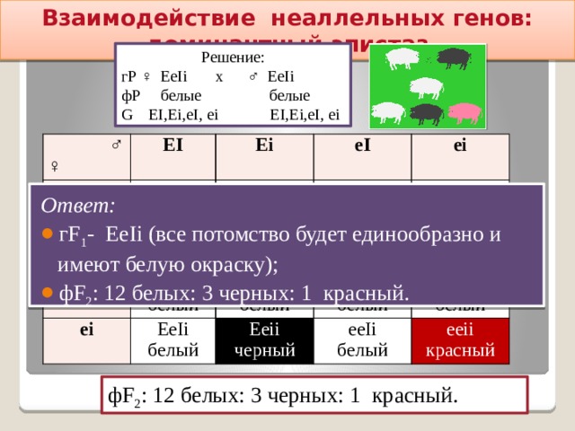 Взаимодействие неаллельных генов: доминантный эпистаз Решение: гР ♀ EeIi х ♂ EeIi фР белые белые G EI,Ei,eI, ei EI,Ei,eI, ei ♂ EI ♀ EI Ei EEII Ei eI EEIi белый eI EEIi белый ei белый ei EeII EEii EeII EeIi белый черный EeIi белый EeIi EeIi белый белый Eeii белый белый eeII Eeii черный eeIi белый черный eeIi белый белый eeii красный Ответ: гF 1 - EeIi (все потомство будет единообразно и имеют белую окраску); фF 2 : 12 белых: 3 черных: 1 красный. фF 2 : 12 белых: 3 черных: 1 красный. 