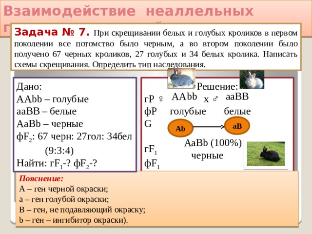 Взаимодействие неаллельных генов: рецессивный эпистаз Задача № 7. При скрещивании белых и голубых кроликов в первом поколении все потомство было черным, а во втором поколении было получено 67 черных кроликов, 27 голубых и 34 белых кролика. Написать схемы скрещивания. Определить тип наследования. Решение: Дано: ААbb – голубые гР ♀ х ♂ фР голубые белые ааВВ – белые G АаВb – черные фF 2 : 67 черн: 27гол: 34бел гF 1   (9:3:4) фF 1 Найти: гF 1 -? фF 2 -? ааВВ ААbb аВ Аb АаВb (100%) черные Пояснение: А – ген черной окраски; а – ген голубой окраски;  В – ген, не подавляющий окраску; b – ген – ингибитор окраски). 