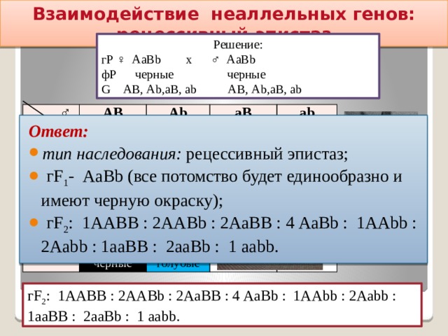 Взаимодействие неаллельных генов: рецессивный эпистаз Решение: гР ♀ АаВb х ♂ АаВb фР черные черные G АВ, Аb,аВ, аb АВ, Аb,аВ, аb ♂ ♀ АВ АВ Аb ААВВ Аb черные ААВb аВ аВ ААВb черные ав ААbb АаВВ черные аb АаВВ черные АаВb голубые АаВb черные АаВb АаВb черные черные черные черные ааВВ Ааbb Ааbb ааВb голубые голубые белые ааВb белые белые ааbb белые Ответ: тип наследования: рецессивный эпистаз;  гF 1 - АаВb (все потомство будет единообразно и имеют черную окраску);  гF 2 : 1ААВВ : 2ААВb : 2АаВВ : 4 АаВb : 1ААbb : 2Ааbb : 1ааВВ : 2ааВb : 1 ааbb. гF 2 : 1ААВВ : 2ААВb : 2АаВВ : 4 АаВb : 1ААbb : 2Ааbb : 1ааВВ : 2ааВb : 1 ааbb. 