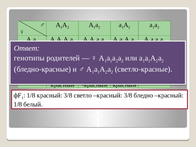 ♂ ♀ A 1 A 2 A 1 a 2 A 1 a 2 A 1 A 1 A 2 a 2 a 1 a 2  a 1 A 2 красный A 1 A 1 а 2 a 2 A 1 а 1 А 2 a 2 A 1 а 1 а 2 a 2 светло - красный светло -красный A 1 а 1 А 2 a 2 a 1 a 2 A 1 а 1 а 2 a 2 светло -красный бледно -красный а 1 а 1 А 2 a 2 бледно - красный а 1 а 1 а 2 a 2 бледно - красный белый Ответ: генотипы родителей — ♀ А 1 а 1 а 2 а 2 или а 1 а 1 А 2 а 2 (бледно-красные) и ♂ А 1 а 1 А 2 а 2 (светло-красные). фF 1 : 1/8 красный: 3/8 светло –красный: 3/8 бледно –красный: 1/8 белый. 