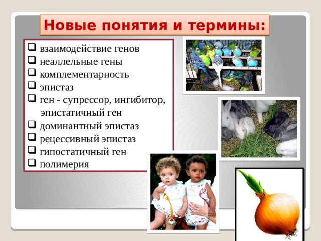 Новые понятия и термины:  взаимодействие генов  неаллельные гены  комплементарность  эпистаз  ген - супрессор, ингибитор,  эпистатичный ген  доминантный эпистаз  рецессивный эпистаз  гипостатичный ген  полимерия 