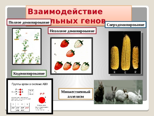 Взаимодействие аллельных генов Полное доминирование Сверхдоминирование Неполное доминирование Кодоминирование Множественный аллелизм 