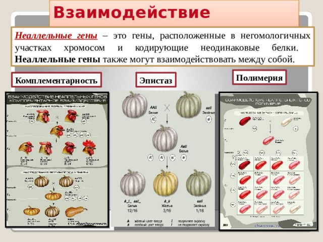 Взаимодействие неаллельных генов Неаллельные гены – это гены, расположенные в негомологичных участках хромосом и кодирующие неодинаковые белки. Неаллельные  гены также могут взаимодействовать между собой. Полимерия Комплементарность Эпистаз 