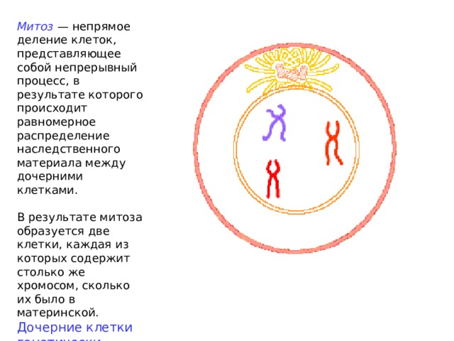 Митоз — непрямое деление клеток, представляющее собой непрерывный процесс, в результате которого происходит равномерное распределение наследственного материала между дочерними клетками. В результате митоза образуется две клетки, каждая из которых содержит столько же хромосом, сколько их было в материнской. Дочерние клетки генетически идентичны родительской.  
