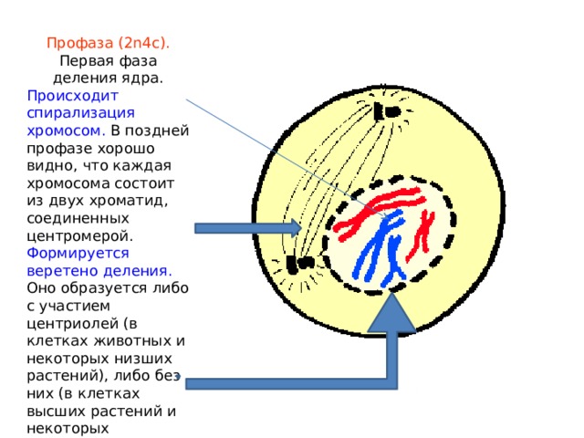 Профаза (2n4c). Первая фаза деления ядра. Происходит спирализация хромосом. В поздней профазе хорошо видно, что каждая хромосома состоит из двух хроматид, соединенных центромерой. Формируется веретено деления. Оно образуется либо с участием центриолей (в клетках животных и некоторых низших растений), либо без них (в клетках высших растений и некоторых простейших). Начинает растворяться ядерная оболочка. 