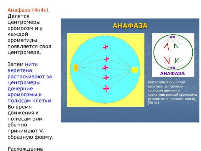 Анафаза (4n4c). Делятся центромеры хромосом и у каждой хроматиды появляется своя центромера. Затем нити веретена растаскивают за центромеры дочерние хромосомы к полюсам клетки. Во время движения к полюсам они обычно принимают V-образную форму. Расхождение хромосом к полюсам происходит за счет укорачивания нитей веретена. 