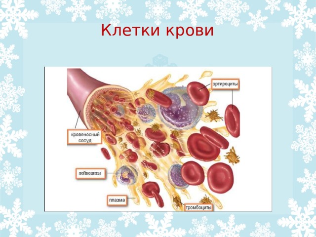 Клетки крови 
