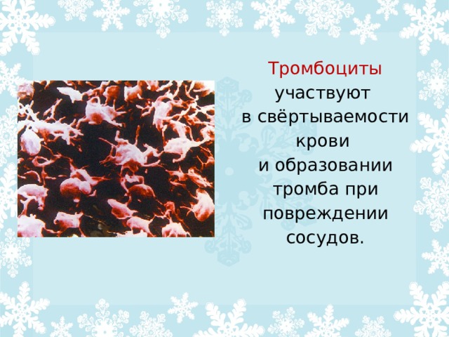Тромбоциты участвуют  в свёртываемости крови  и образовании тромба при повреждении сосудов.     