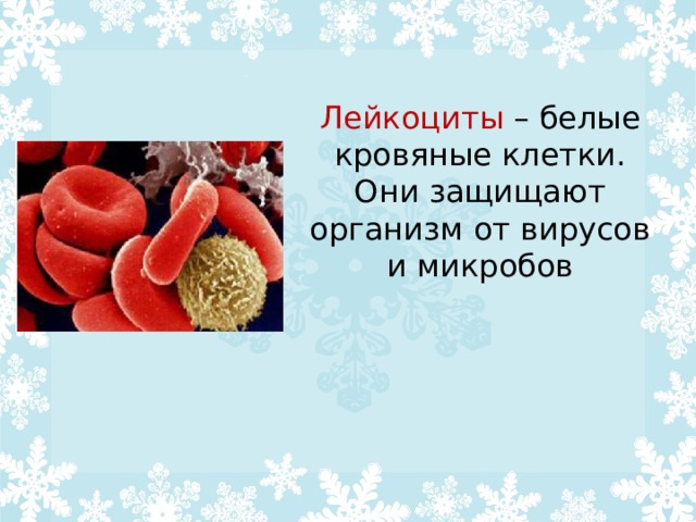 Лейкоциты  – белые кровяные клетки. Они защищают организм от вирусов и микробов 