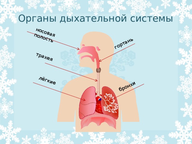 носовая полость трахея лёгкие гортань бронхи Органы дыхательной системы 