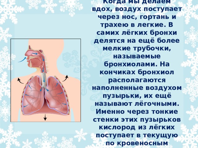 Когда мы делаем вдох, воздух поступает через нос, гортань и трахею в легкие. В самих лёгких бронхи делятся на ещё более мелкие трубочки, называемые бронхиолами. На кончиках бронхиол располагаются наполненные воздухом пузырьки, их ещё называют лёгочными. Именно через тонкие стенки этих пузырьков кислород из лёгких поступает в текущую по кровеносным сосудам кровь. 