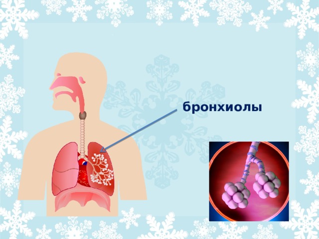 бронхиолы 