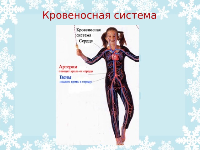 Кровеносная система 