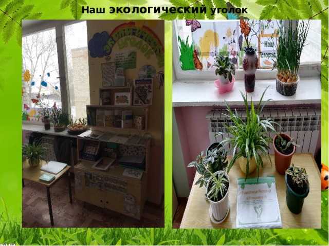 Наш  экологический  уголок 