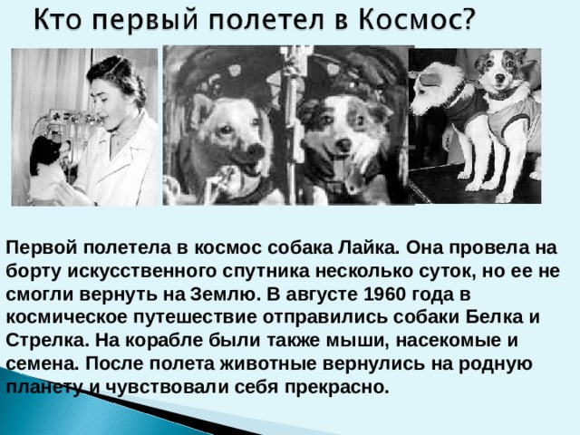 Первой полетела в космос собака Лайка. Она провела на борту искусственного спутника несколько суток, но ее не смогли вернуть на Землю. В августе 1960 года в космическое путешествие отправились собаки Белка и Стрелка. На корабле были также мыши, насекомые и семена. После полета животные вернулись на родную планету и чувствовали себя прекрасно.  