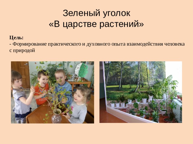 Зеленый уголок  «В царстве растений» Цель: - Формирование практического и духовного опыта взаимодействия человека с природой 