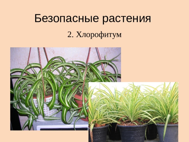 Безопасные растения 2. Хлорофитум 
