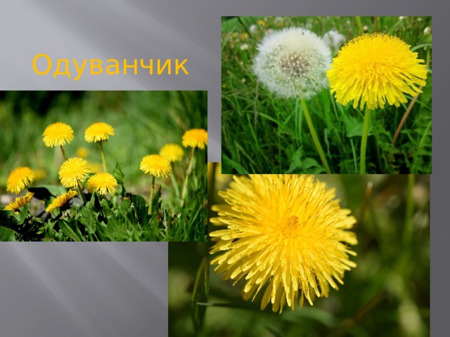 Одуванчик 