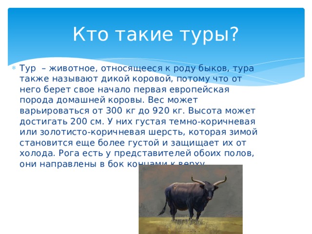 Кто такие туры? Тур  – животное, относящееся к роду быков, тура также называют дикой коровой, потому что от него берет свое начало первая европейская порода домашней коровы. Вес может варьироваться от 300 кг до 920 кг. Высота может достигать 200 см. У них густая темно-коричневая или золотисто-коричневая шерсть, которая зимой становится еще более густой и защищает их от холода. Рога есть у представителей обоих полов, они направлены в бок концами к верху. 
