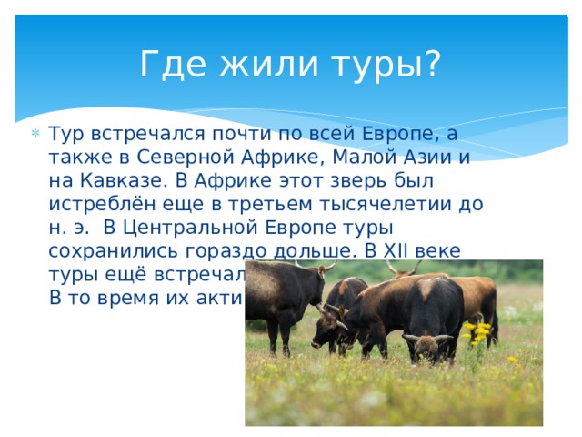 Где жили туры? Тур встречался почти по всей Европе, а также в Северной Африке, Малой Азии и на Кавказе. В Африке этот зверь был истреблён еще в третьем тысячелетии до н. э.  В Центральной Европе туры сохранились гораздо дольше. В XII веке туры ещё встречались в бассейне Днепра. В то время их активно истребляли. 