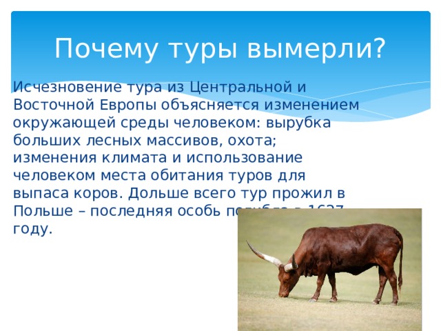 Почему туры вымерли? Исчезновение тура из Центральной и Восточной Европы объясняется изменением окружающей среды человеком: вырубка больших лесных массивов, охота; изменения климата и использование человеком места обитания туров для выпаса коров. Дольше всего тур прожил в Польше – последняя особь погибла в 1627 году. 