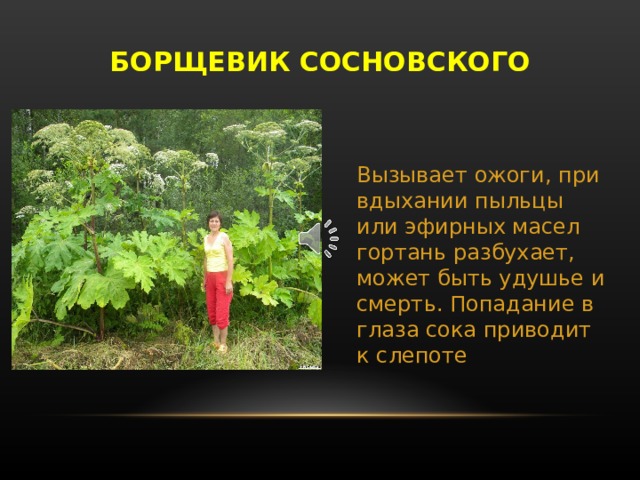 БОРЩЕВИК СОСНОВСКОГО Вызывает ожоги, при вдыхании пыльцы или эфирных масел гортань разбухает, может быть удушье и смерть. Попадание в глаза сока приводит к слепоте Растение, которое попало на территорию Беларуси с Северного Кавказа, Закавказья. В шестидесятые семидесятые годы борщевик Сосновского был отобран как силосная культура и недолго выращивался на сельскохозяйственных землях. Сейчас активно заселяет обочины дорог, пустыри, может поселиться в парках и скверах. Растение в ызывает ожоги, при вдыхании пыльцы или эфирных масел гортань разбухает, может быть удушье и смерть. Попадание в глаза сока приводит к слепоте.  