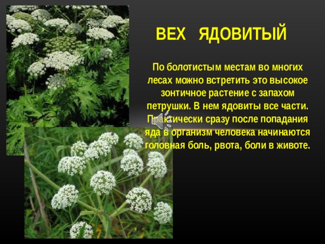 ВЕХ ЯДОВИТЫЙ По болотистым местам во многих лесах можно встретить это высокое зонтичное растение с запахом петрушки. В нем ядовиты все части. Практически сразу после попадания яда в организм человека начинаются головная боль, рвота, боли в животе. По болотистым местам во многих местах можно встретить вех ядовитый- высокое зонтичное растение с запахом петрушки. В нем ядовиты все части. Практически сразу после попадания яда в организм человека начинаются головная боль, рвота, боли в животе.   